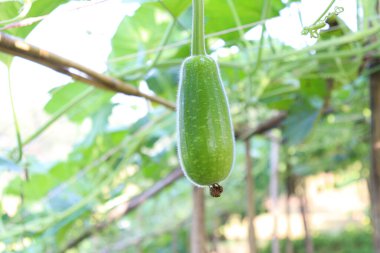 Hasat için tarladaki şişe koruma çiftliği