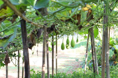 Hasat için tarladaki şişe koruma çiftliği