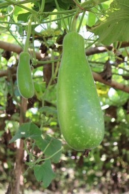 Hasat için tarladaki şişe koruma çiftliği