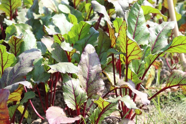 Fazenda Rabanete Campo Para Colheita Venda — Fotografia de Stock