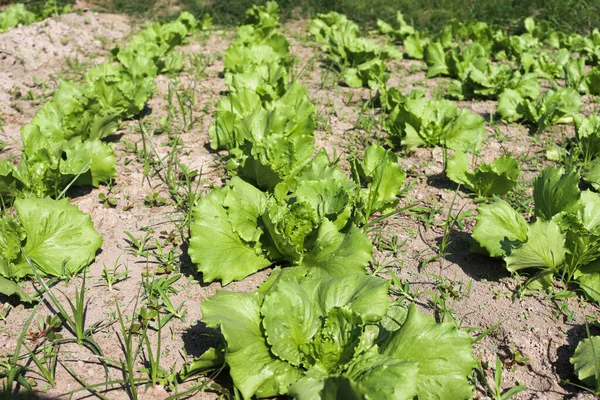 Green Colored Lettuce Farm Field Harvest — Stock Photo, Image