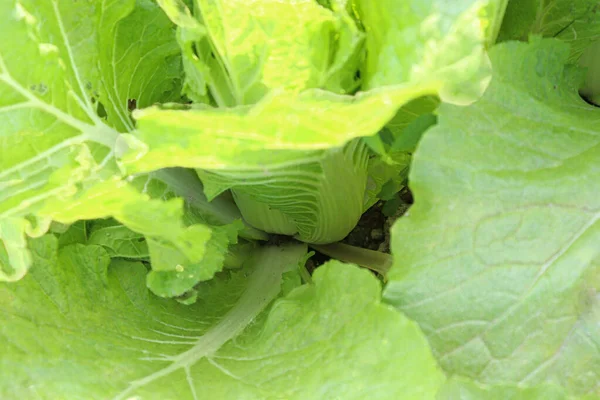 Green Colored Lettuce Farm Field Harvest — Stock Photo, Image