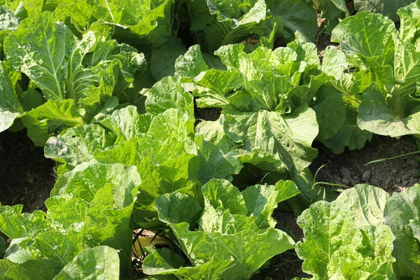 Green Colored Lettuce Farm Field Harvest — Stock Photo, Image