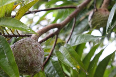 Ağacın tepesindeki lezzetli ve sağlıklı elma şekeri.