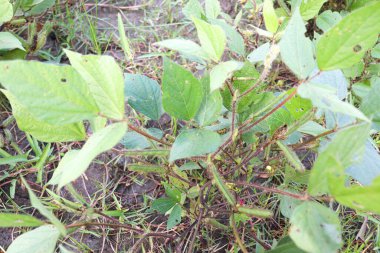 Vigna Mungo tarlasında hasat zamanı