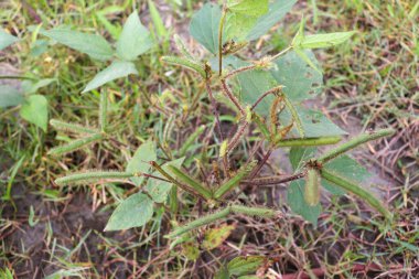 Vigna Mungo tarlasında hasat zamanı