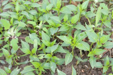 Şirkette hasat için yeşil kırmızı biber ağacı