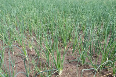 Hasat için tarlada yeşil renkli soğan çiftliği