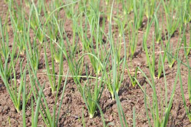 Hasat için tarlada yeşil renkli soğan çiftliği
