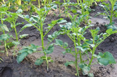 yeşil renkli patates çiftliği hasat için tarlada