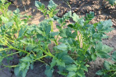 yeşil renkli patates çiftliği hasat için tarlada