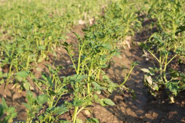 yeşil renkli patates çiftliği hasat için tarlada