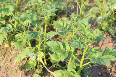 yeşil renkli patates çiftliği hasat için tarlada