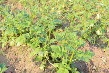 yeşil renkli patates çiftliği hasat için tarlada