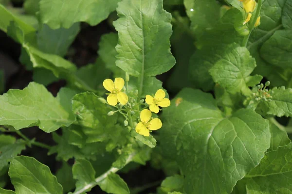 Sarı renkli hardal çiçeği tarlasında sertleşti.