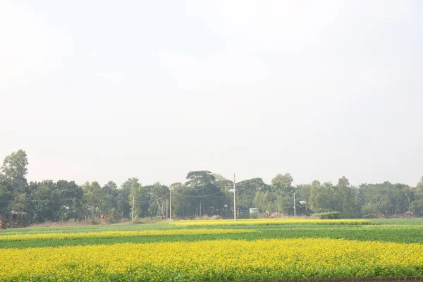 田野上黄色芥末花的实景 — 图库照片