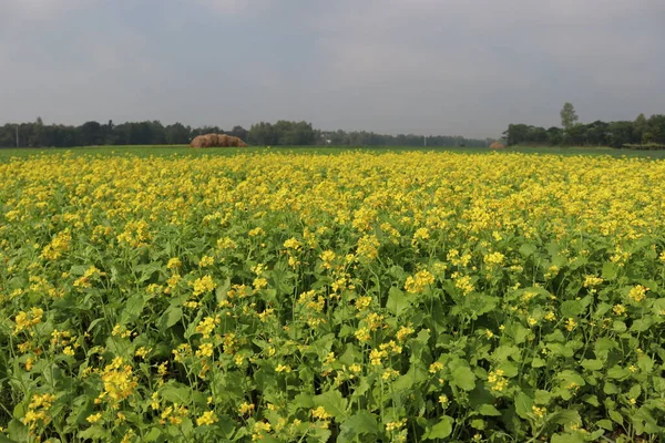 田野上黄色芥末花的实景 — 图库照片