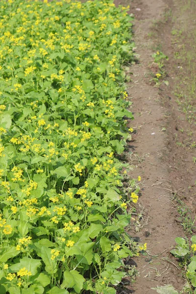 田野上黄色芥末花的实景 — 图库照片