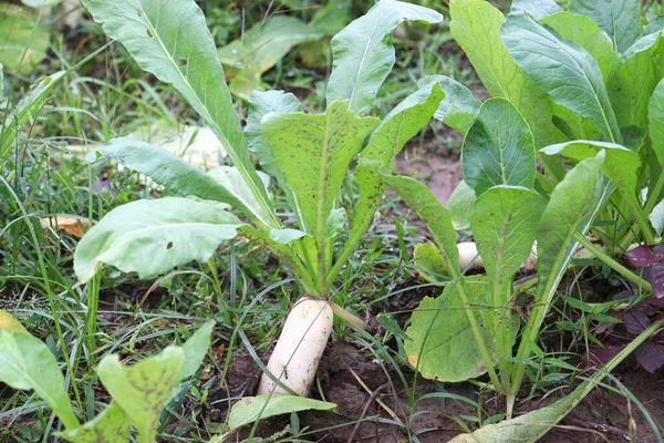 Tarladaki Turp Çiftliği Hasat Satış Için — Stok fotoğraf