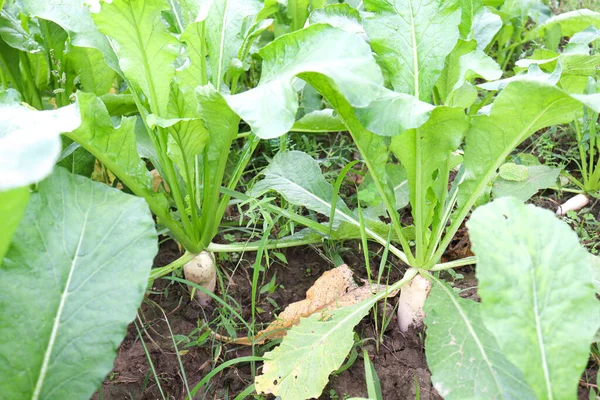 Granja Rábano Campo Para Cosecha Venta — Foto de Stock