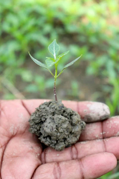 Grüner Chili Baum Für Die Ernte — Stockfoto