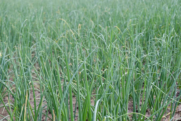 Hijau Berwarna Onion Pertanian Lapangan Untuk Panen — Stok Foto