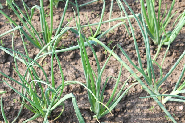 Hijau Berwarna Onion Pertanian Lapangan Untuk Panen — Stok Foto