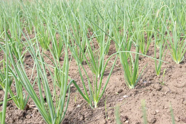 Hijau Berwarna Onion Pertanian Lapangan Untuk Panen — Stok Foto