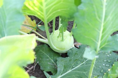 yeşil renkli şalgam tarlasında hasat için