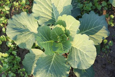 Hasat için çiftlikteki ağaçta yeşil renkli brokoli