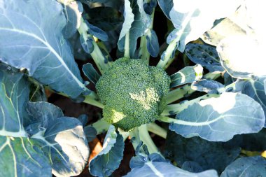 Hasat için çiftlikteki ağaçta yeşil renkli brokoli