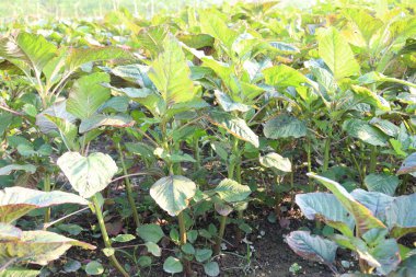 yeşil renkli ıspanak çiftliği hasat ve yemek için