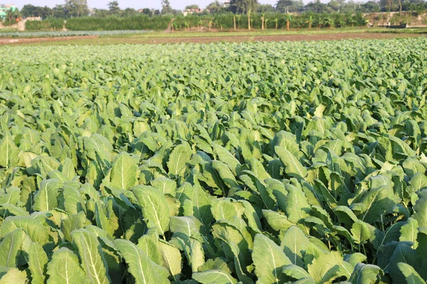 Granja Nabo Color Verde Campo Para Cosecha — Foto de Stock