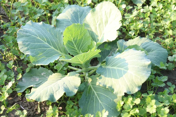 Green Colored Broccoli Tree Farm Harvest — Stock Photo, Image