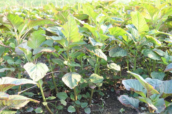 Granja Espinacas Color Verde Para Cosecha Comer — Foto de Stock