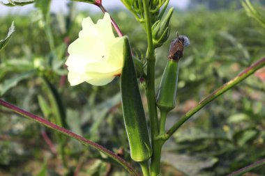 Hasat için ağaçtaki yeşil kadın parmağı