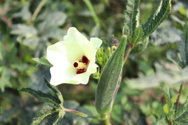 Hasat için ağaçtaki yeşil kadın parmağı