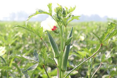 Hasat için ağaçtaki yeşil kadın parmağı