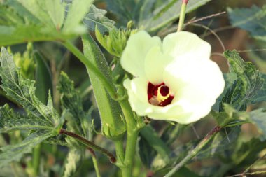 Hasat için ağaçtaki yeşil kadın parmağı