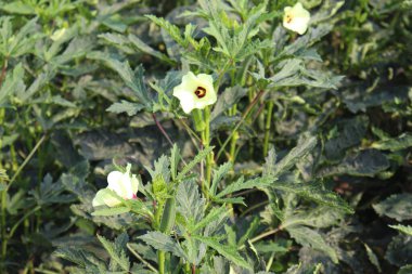 Hasat için yeşil kadın parmağı sıkılaştırılmış.
