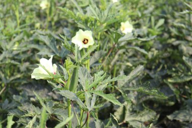 Hasat için yeşil kadın parmağı sıkılaştırılmış.