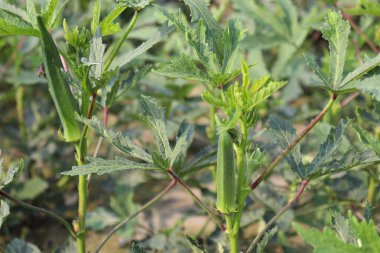 Hasat için ağaçtaki yeşil kadın parmağı
