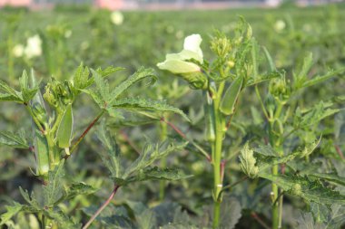 Hasat için ağaçtaki yeşil kadın parmağı