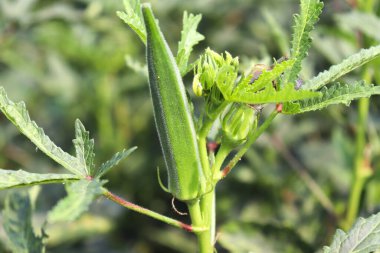 Hasat için ağaçtaki yeşil kadın parmağı