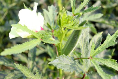 Hasat için ağaçtaki yeşil kadın parmağı
