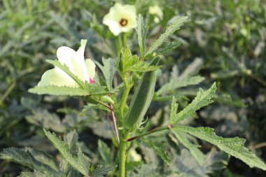 Hasat için ağaçtaki yeşil kadın parmağı