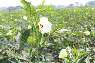 Hasat için ağaçtaki yeşil kadın parmağı