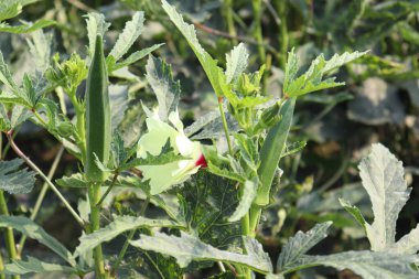 Hasat için ağaçtaki yeşil kadın parmağı