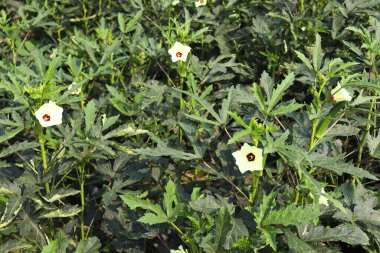 Hasat için yeşil kadın parmağı sıkılaştırılmış.