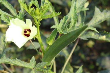 Hasat için ağaçtaki yeşil kadın parmağı